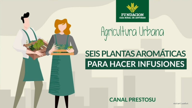 Prestosu | 17 de enero de 2024 | Canal Prestosu | Agricultura urbana: seis para hacer infusiones