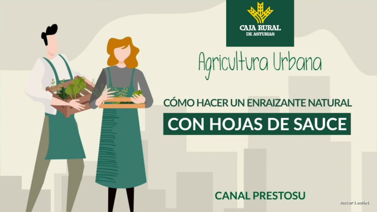 Prestosu | 7 de febrero de 2024 | Canal Prestosu | Agricultura urbana: cómo hacer un enraizante natural con hojas de