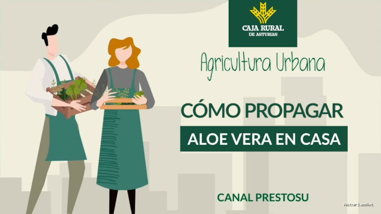 Prestosu | 14 de febrero de 2024 | Canal Prestosu | Agricultura urbana: 2 formas fáciles de reproducir el Aloe Vera de tu huerto urbano