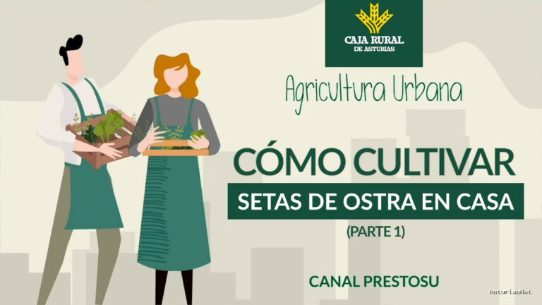 Prestosu | 21 de febrero de 2024 | Canal Prestosu | Agricultura urbana: cómo cultivar setas de ostra en casa (parte I)