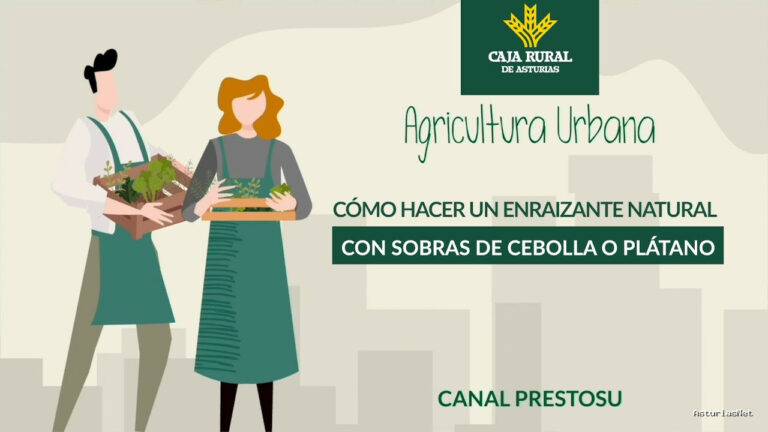 Prestosu | 28 de febrero de 2024 | Canal Prestosu | Agricultura urbana: cómo preparar con sobras de cebolla o plátano