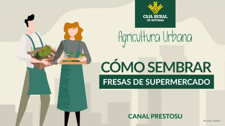 Prestosu | 20 de marzo de 2024 | Canal Prestosu | Agricultura urbana: cómo sembrar fresas en tu huerto urbano