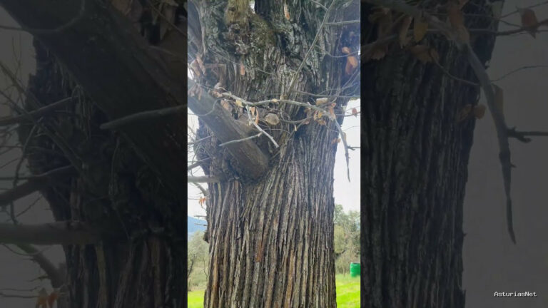 Viajar desde Asturias | 18 de marzo de 2024 | Algo único visto en la naturaleza. Un pino creciendo de un castaño.