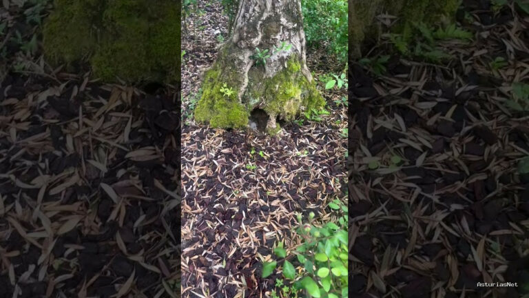 Viajar desde Asturias | 26 de abril de 2024 | Mirar que encontré en el hueco de un árbol