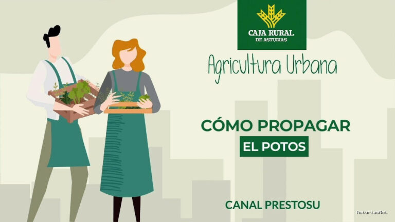 Prestosu | 3 de abril de 2024 | Canal Prestosu | Agricultura urbana: cómo propagar el potos