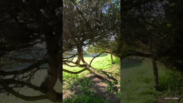 Viajar desde Asturias | 18 de abril de 2024 | Encontramos algo muy curioso; un pino que ha crecido tumbado buscando la luz árboles