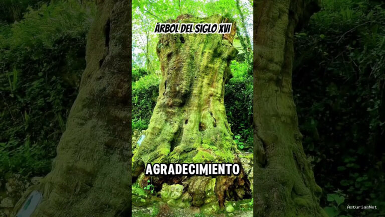 Viajar desde Asturias | 22 de abril de 2024 | Os enseñamos un árbol único del siglo 16; tiene 400 años y está en San Esteban de Cuñaba