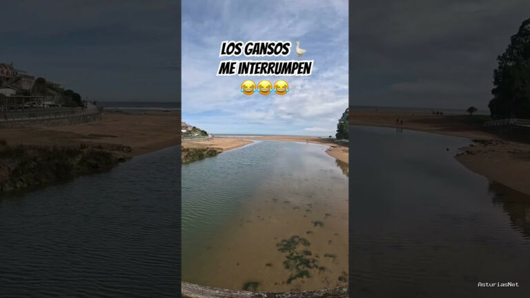 Viajar desde Asturias | 18 de abril de 2024 | Intento hacer un vídeo pero los gansos me interrumpen