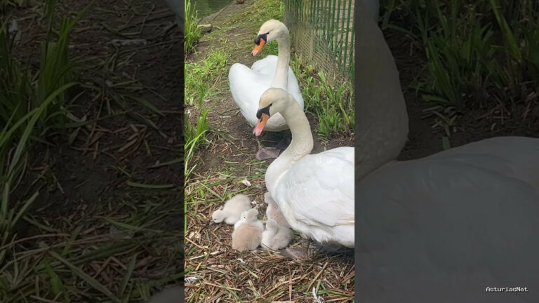 Viajar desde Asturias | 3 de mayo de 2024 | Vemos a unos cisnes que han sido papás en un zoo de Cantabria