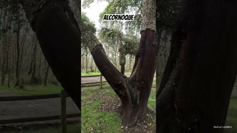 Viajar desde Asturias | 22 de mayo de 2024 | Estamos en un bosque de alcornoques muy chulo en el Bierzo