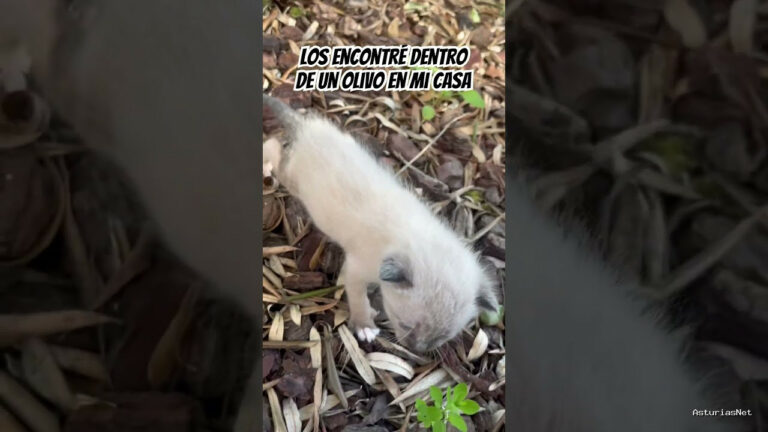 Viajar desde Asturias | 13 de mayo de 2024 | Estos gatos los encontré dentro de un olivo en mi casa