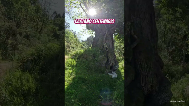 Viajar desde Asturias | 2 de junio de 2024 | Encontramos un castaño centenario en Caravia