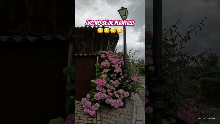 Viajar desde Asturias | 11 de junio de 2024 | Encontramos un bonito rincón en un pueblo de Asturias