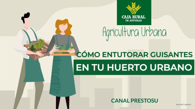Prestosu | 19 de junio de 2024 | Canal Prestosu | Agricultura urbana: cómo entutorar guisantes en tu
