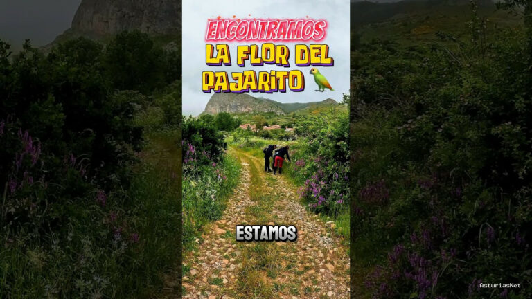 Viajar desde Asturias | 2 de julio de 2024 | Caminando por el monte nos encontramos la flor del pajarito