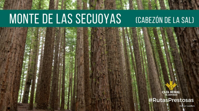 Prestosu | 18 de julio de 2024 | Canal Prestosu | Rutas prestosas: ruta en el bosque de las Secuoyas, Cabezón de la Sal