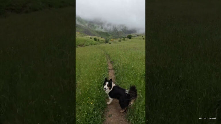 Viajar desde Asturias | 11 de julio de 2024 | Paseando con el perro fito por la montaña de leon