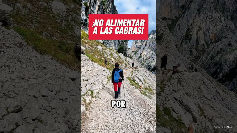 Viajar desde Asturias | 30 de septiembre de 2024 | Caminando por la ruta del cares vemos a un monton de cabras. No las debeis alimentar