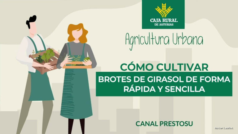 Prestosu | 11 de septiembre de 2024 | Canal Prestosu | Agricultura urbana: cómo brotes de girasol ​​