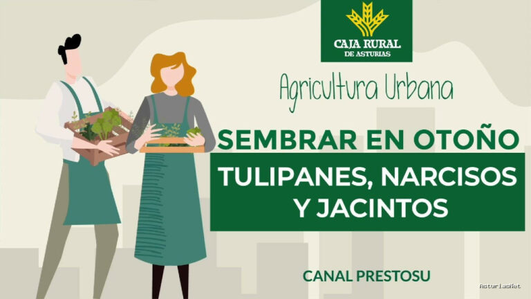 Prestosu | October 16, 2024 | Canal Prestosu | Agricultura urbana: tulipanes, narcisos y jacintos para tu urbano