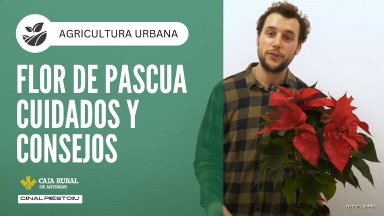 Prestosu | November 27, 2024 | Canal Prestosu | Agricultura urbana: cuidados y consejos para la flor de Pascua