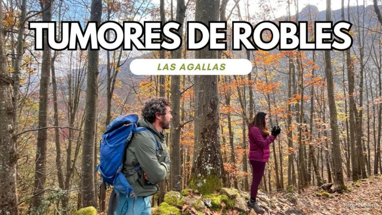 Viajar desde Asturias | November 20, 2024 | Tumores DE LOS Robles. LAS Agallas