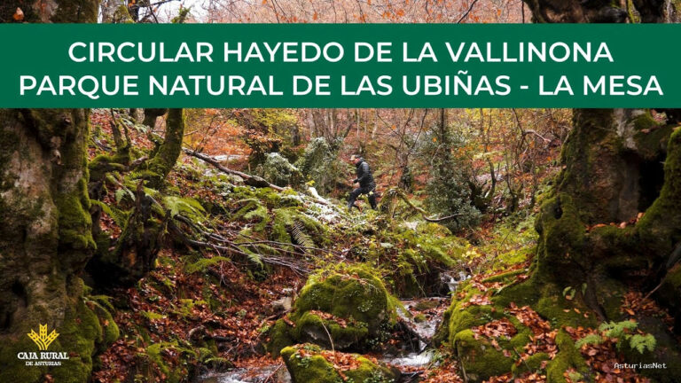 Prestosu | 14 de noviembre de 2024 | Canal Prestosu | Rutas prestosas: circular Hayedo de la Vallinona
