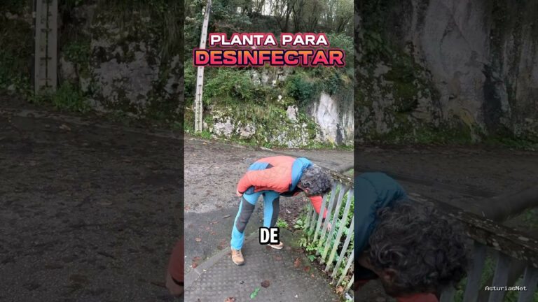 Viajar desde Asturias | November 22, 2024 | Una planta que se utiliza como desinfectante para las heridas