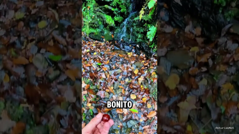 Viajar desde Asturias | November 10, 2024 | Noviembre es mes de apañar castañas