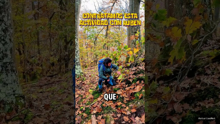 Viajar desde Asturias | November 19, 2024 | Recogemos setas con nuestro amigo Rubén en el monte de Arenas de Cabrales en Asturias