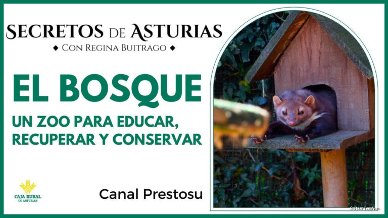 Prestosu | November 12, 2024 | Canal Prestosu | Secretos de Asturias: «El Bosque», en