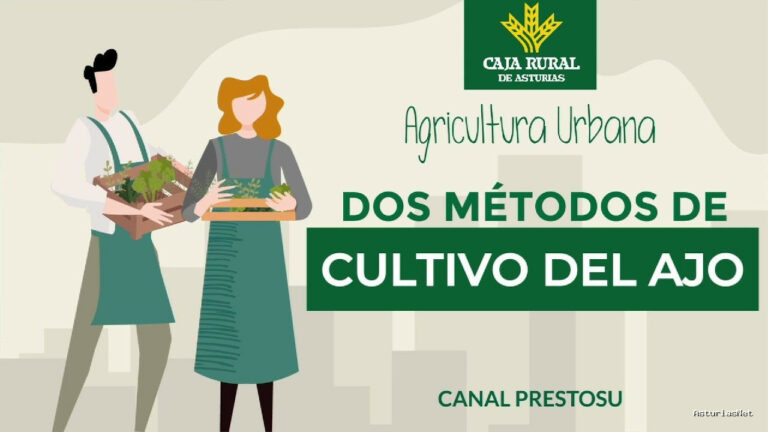 Prestosu | November 6, 2024 | Canal Prestosu | Agricultura urbana: dos métodos para el cultivo del ajo en tu