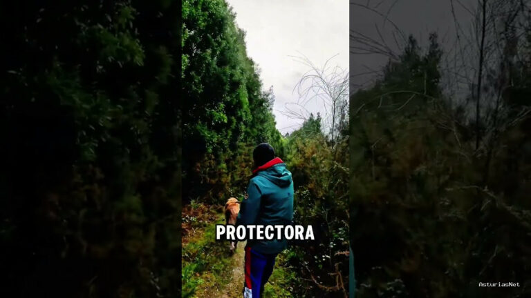 Viajar desde Asturias | December 9, 2024 | UN Paseo Solidario CON Perros EN Asturias