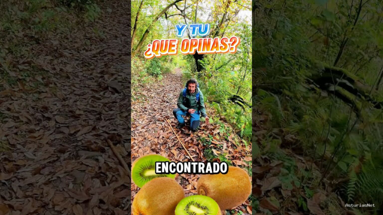 Viajar desde Asturias | December 31, 2024 | Encontramos la planta del kiwi en un monte de Asturias en donde no debería estar