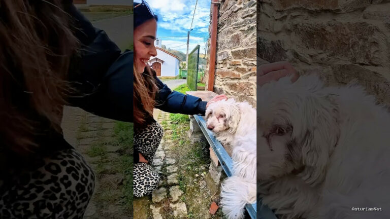 Viajar desde Asturias | December 27, 2024 | Encontramos una perrita en el pueblo de Brieves en Asturias