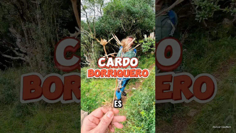 Viajar desde Asturias | December 26, 2024 | Encontramos un cardo borriquero en el monte en Asturias.