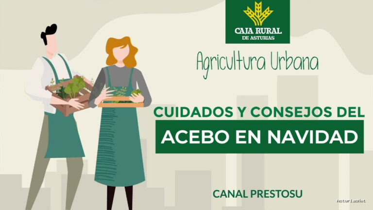 Prestosu | December 18, 2024 | Canal Prestosu | Agricultura urbana: cómo cuidar tu planta de Acebo esta Navidad