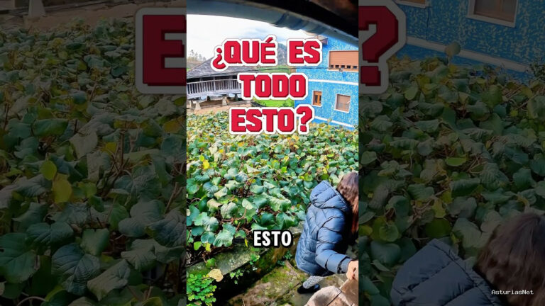 Viajar desde Asturias | December 14, 2024 | Encontramos una enorme planta de Kiwi en un pueblo de Asturias llamado Brieves