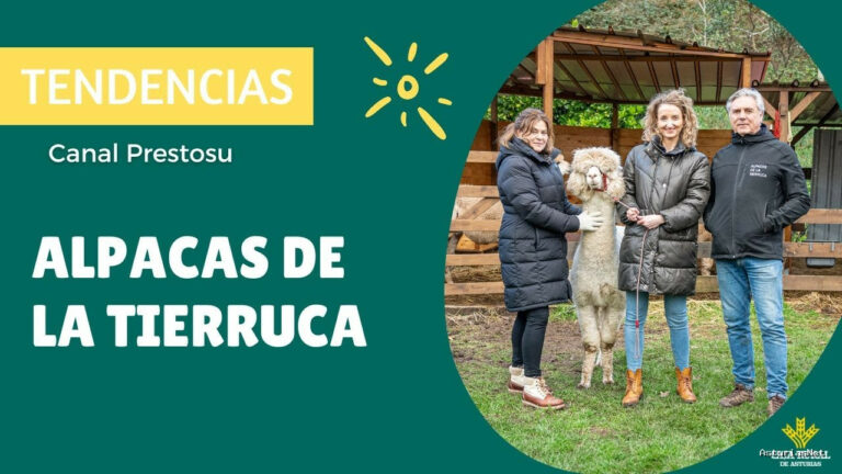 Prestosu | December 27, 2024 | Canal Prestosu | Tendencias: visitamos una ganadería de Alpacas en Cantabria, Alpacas de la Tierruca