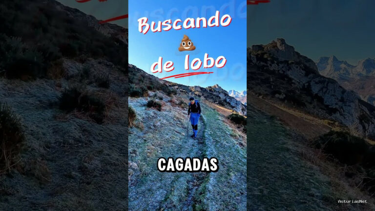 Viajar desde Asturias | January 22, 2025 | Siguiendo el rastro del lobo en los Picos de Europa