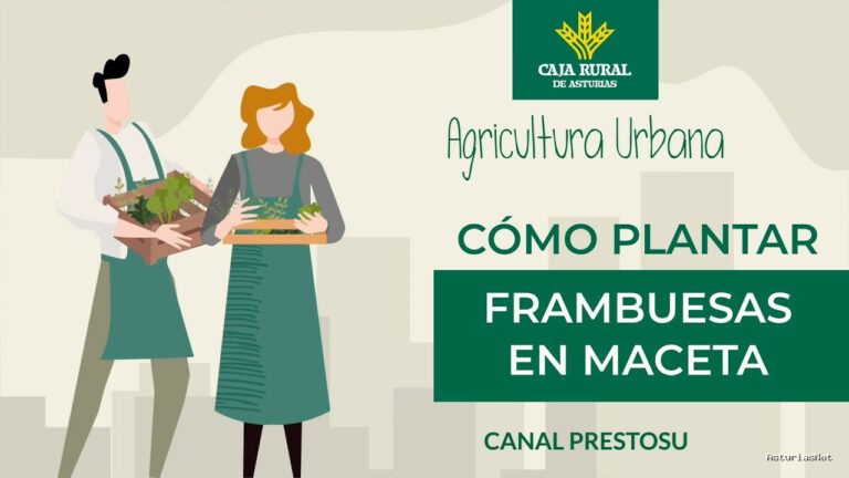 Prestosu | January 29, 2025 | Canal Prestosu | Agricultura urbana: cómo plantar frambuesas en maceta