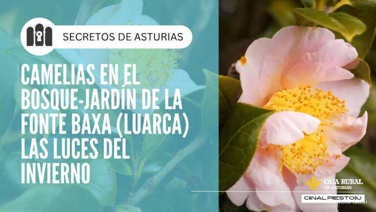Prestosu | February 25, 2025 | Canal Prestosu | Secretos de Asturias: camelias en el Jardín de Fonte Baxa,