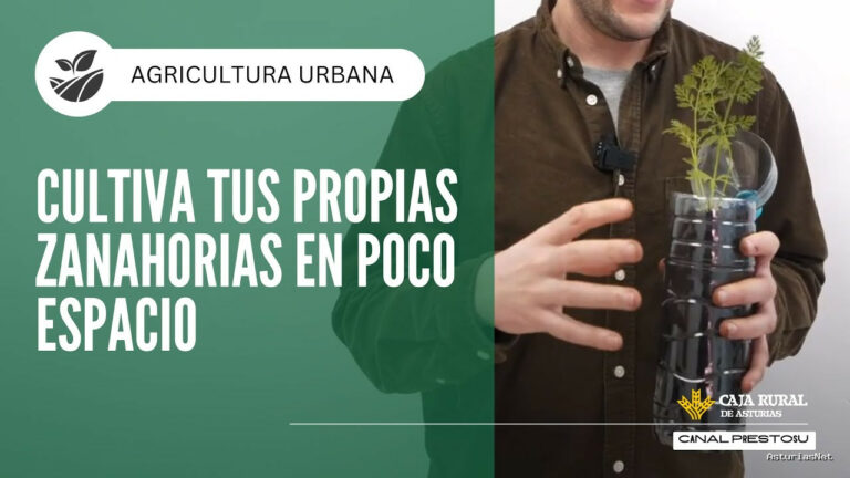 Prestosu | February 19, 2025 | Canal Prestosu | Agricultura urbana: cultivar en tu Urbano