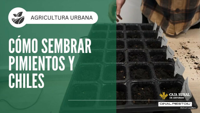 Prestosu | February 12, 2025 | Canal Prestosu | Agricultura urbana: cómo Sembrar Pimientos y Chiles en tu Huerto Urbano