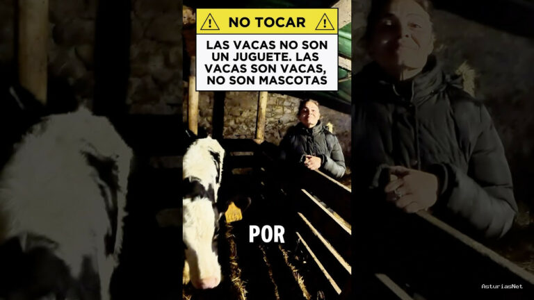 Viajar desde Asturias | February 11, 2025 | Las vacas no son un juguete. Ni son mascotas ni animales de compañía