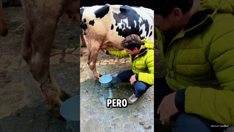 Viajar desde Asturias | February 14, 2025 | Ordeñamos una vaca en una ganadería de Asturias