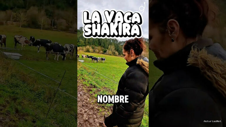 Viajar desde Asturias | February 10, 2025 | Una vaca muy especial con un nombre muy gracioso. Os presentamos a la vaca Shakira