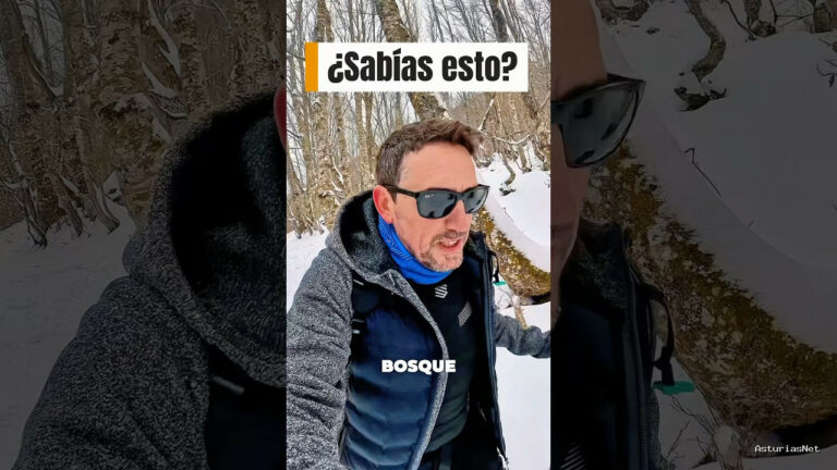 Viajar desde Asturias | March 22, 2025 | una curiosidad sobre la nieve y los árboles. La nieve poda naturalmente