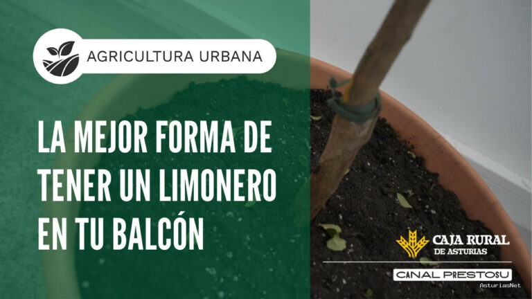 Prestosu | March 19, 2025 | Canal Prestosu | Agricultura urbana: cómo plantar un limonero en maceta