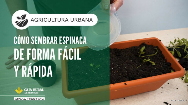 Prestosu | March 26, 2025 | Canal Prestosu | Agricultura urbana: cómo sembrar espinacas Y Rápido en tu